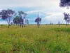 "Wavering Downs"/1467, Pasha QLD 4721-Image