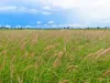 Wavering Downs 1467 Pasha Rd, Pasha, Qld 4721