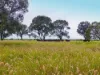 Wavering Downs 1467 Pasha Rd, Pasha, Qld 4721-Image