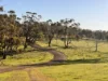 "Willunga" 700 Willunga Road, Cassilis, NSW 2329-Image
