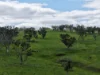 "Willunga" 700 Willunga Road, Cassilis, NSW 2329-Image
