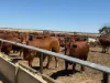 Wongawol, Wiluna, WA 6646
