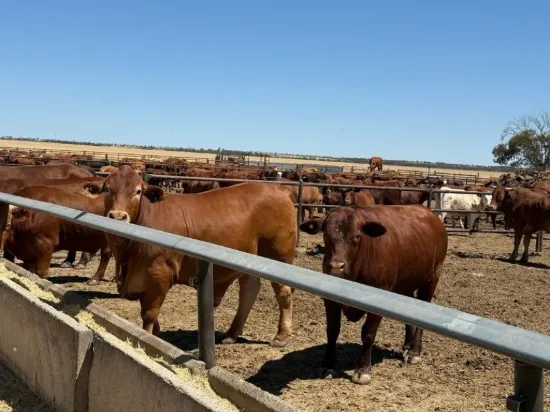 Wongawol, Wiluna, WA 6646