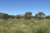 Wongawol, Wiluna, WA 6646-Image
