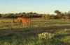 Wongawol, Wiluna, WA 6646-Image