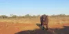 Wongawol, Wiluna, WA 6646-Image