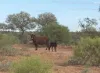 Wongawol, Wiluna, WA 6646-Image