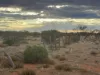 Wongawol, Wiluna, WA 6646-Image