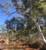 Wongawol, Wiluna, WA 6646-Image