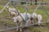 Wooyung Road, Crabbes Creek, NSW 2483-Image