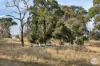1 Ellis Road, Beaufort, Vic 3373-Image