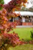 1 Jasmine Street, Colo Vale, NSW 2575-Image