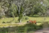 1015 Cootharaba Road, Cootharaba, Qld 4565-Image