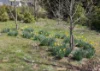 105 Hardinge Street, Guyra, NSW 2365-Image