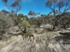107 Charlton Boulevard, Coondle, WA 6566-Image