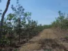 108 Mielang Road, Blackmore, NT 0822-Image