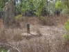 108 Mielang Road, Blackmore, NT 0822-Image