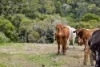109 Oehmichen Road, Witta, Qld 4552-Image