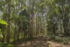 109 Oehmichen Road, Witta, Qld 4552-Image