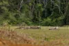 109 Oehmichen Road, Witta, Qld 4552-Image