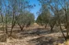 109 Shepherdson Road, Moonta, SA 5558-Image