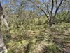 11 Birramal Drive, Dunbogan, NSW 2443-Image
