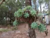 11 Dickenson Drive, Russell Island, Qld 4184-Image