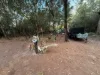 11 Dickenson Drive, Russell Island, Qld 4184-Image