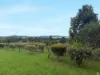 11 Walnut Close, Yungaburra, Qld 4884-Image