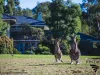 110 Casuarina Drive, Pokolbin, NSW 2320-Image