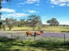 111 Forbes Lane, Young, NSW 2594-Image