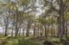 115 Dryandra Avenue, Yallingup, WA 6282-Image