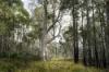 1167 Pelham Road, Hamilton, Tas 7140-Image