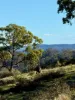 1175 Razorback Road, Mudgee, NSW 2850-Image