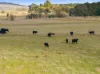 122 Olleys Gate Lane, Springrange, NSW 2618-Image