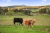 122 Olleys Gate Lane, Springrange, NSW 2618-Image
