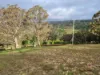 1226 Rivertree Road, Liston, NSW 2372-Image