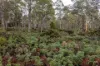 1239 Strickland Road, Strickland, Tas 7140-Image
