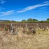 124 Hahn Road, Sellicks Hill, SA 5174-Image