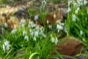 13 Noyes Road, White Beach, Tas 7184-Image