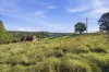 13 Richards Street, Lefroy, Tas 7252-Image