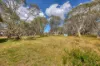 13 Tabletop Fork, Dinner Plain, Vic 3898-Image