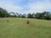 132 River Avenue, Innisfail, Qld 4860-Image