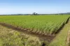 136 River Road, Maroochy River, Qld 4561-Image