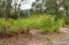 14 Hillcrest Drive, McMahons Creek, Vic 3799-Image