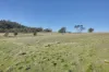15 Fallow Drive, Cambridge, Tas 7170-Image