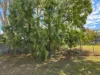 15 George Street, Moree, NSW 2400-Image