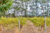 15 Hardwood Loop, Cowaramup, WA 6284-Image