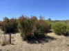 15 Patten Place, White Peak, WA 6532-Image