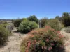 15 Patten Place, White Peak, WA 6532-Image